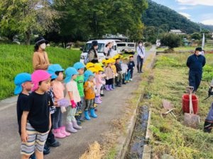 Shimauchi Rice and sweet potatoes harvest! SV/RF 10/7