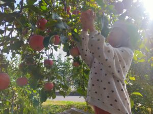 Nakano Shooting stars: Visiting apple farm