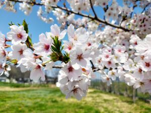 Nakano MW/G1: Cherry blossom week