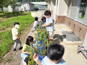 Nakano MW/G1: Our plants and their needs