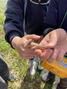 Nakano Grade 4 April 13th-17th (English and 日本語）