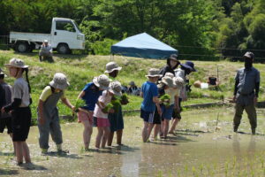 Rice planting things, grade 1!